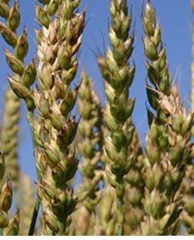 QGG_AU's tweet photo. New article out by @mraffo21 @PernilleSarup
@Just_Jensen_dk et al: Integrating a growth degree-days based reaction norm methodology and #multitrait #modeling for #GenomicPrediction in #wheat
Find the article here: https://t.co/NKPJ5Anq6T @FrontPlantSci https://t.co/8ufT77xiNG