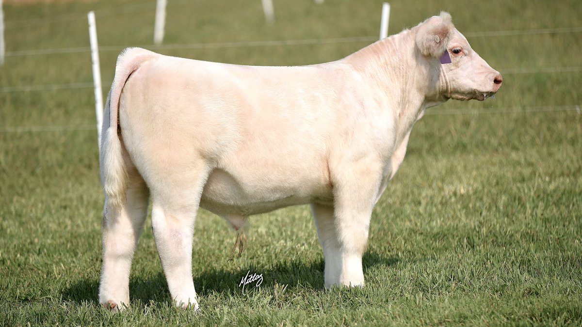 mittagdesign's tweet photo. Tag 10
In God We Trust x Hi Ho Silver/Sunseeker
Sells September 25th on STEERBIDDER
Mittag’s Showman’s Choice Sale https://t.co/31cUX2abxb