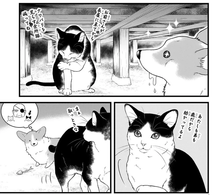 犬もかわいい猫もかわいい☺️