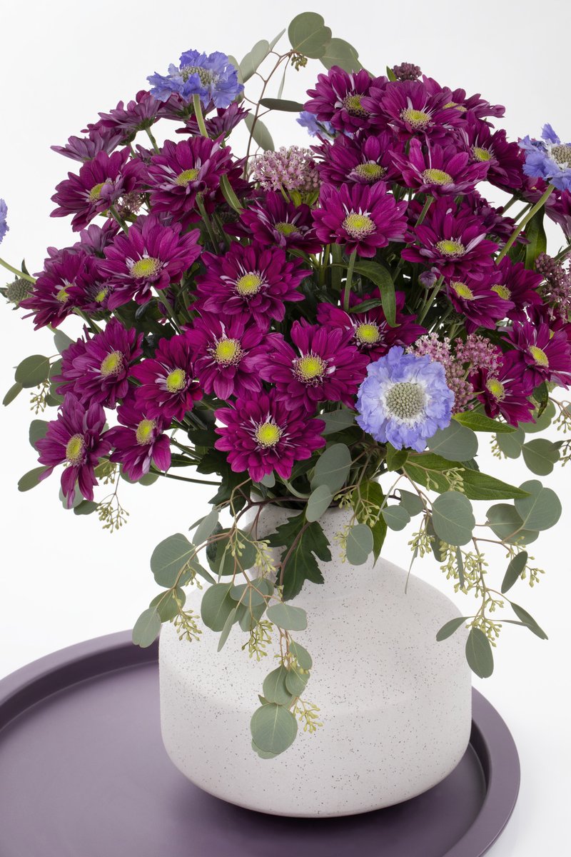 Deliflor's tweet photo. Nieuwe donkerpaarse troschrysant 'Serenity Purple' van @Deliflor morgen voor het eerst op de markt! @zentoo_nl voert deze prachtige nieuwe kleur aan met zo'n 10.000 stelen per week. #chrysanten #noviteiten #aanvoer https://t.co/KFP4M8HTRN