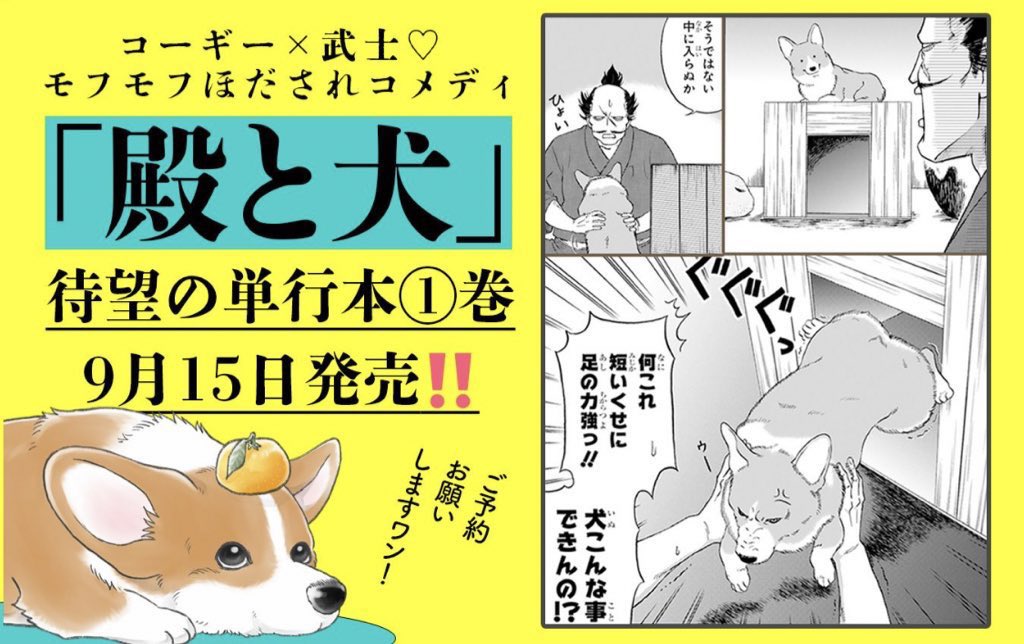 武士とコーギー🐶 『#殿と犬(#とのといぬ)』は 9/15にコミックス発売です✨  これまでのとのいぬを まとめて読むなら  https://unofficialbird.com/i/events/1564851067829231617?s=21&t=7yaDbc-upy4kvxjckToHuQ  次回は9/16に公開✨  🐶Amazon予約はこちら 