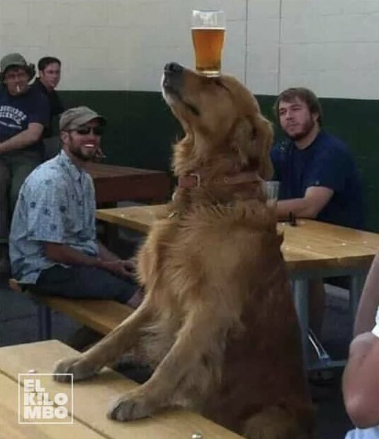 LuliiMarchese's tweet photo. El perro duff no existe
El perro duff : https://t.co/6q1vmw6RP7