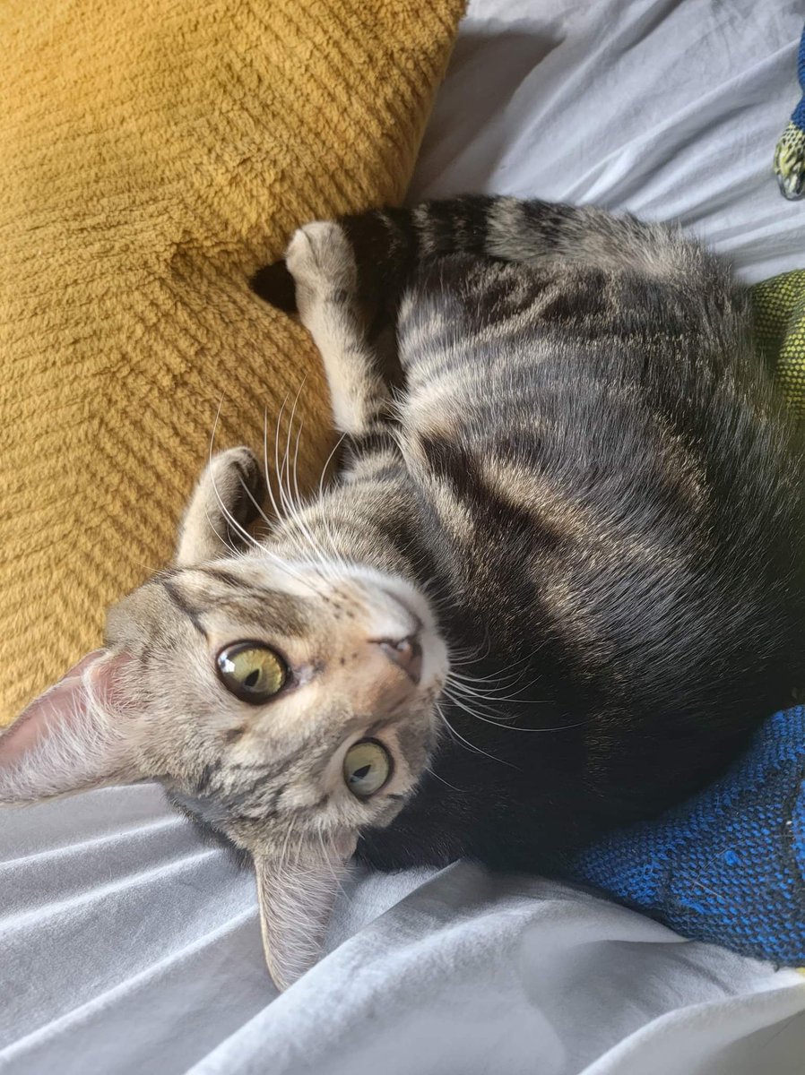 Space Boy tweet media