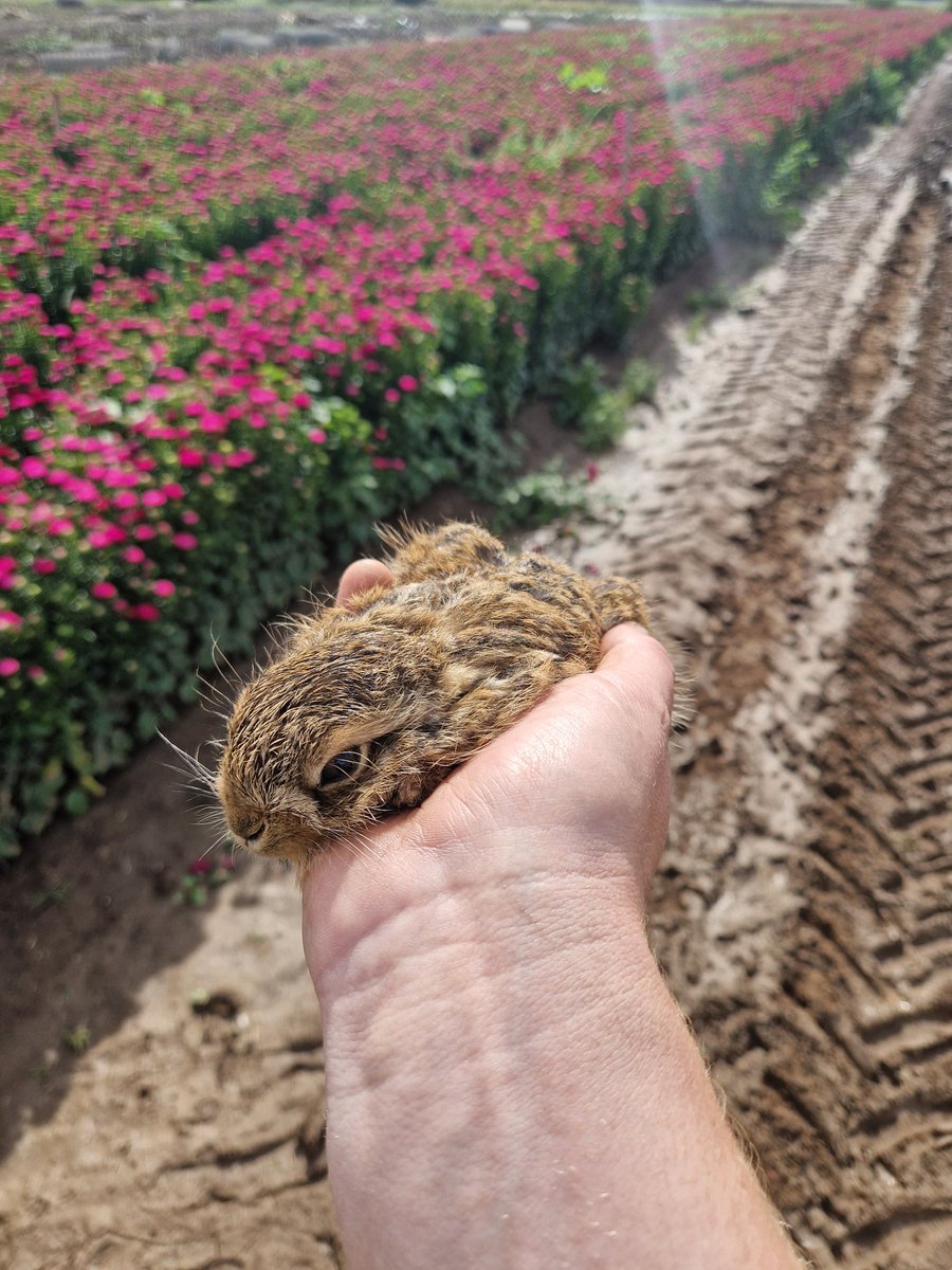 However stressful your morning has been it's probably been less stressful than this little chap's. Happily minding his business on the aster field, got scooped up in a bunch of asters and had an unplanned trip to the packhouse. Now safely back on field waiting for mum🤞#leveret