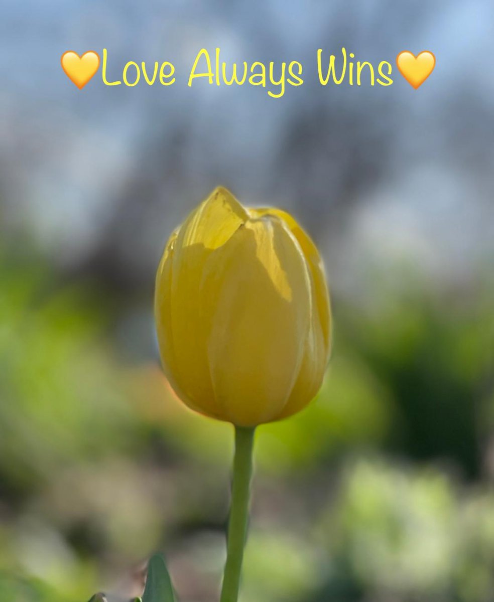 dugsir56's tweet photo. Good Tuesday morning my Twitter family.  Here's Some tulips from March and April I love to share with you all.   Talk to later on this evening.  I love you all so much💜☮️ https://t.co/zCCLLJ00nA