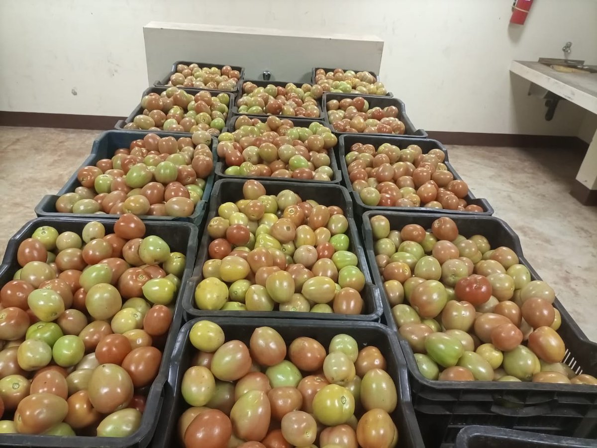 KvunoHubs's tweet photo. E'fres ensures that the #farmers' fresh #produce is collected from their fields and taken to the #packhouse by a KVUNO Agent using VunoGo a #micrologistics #service. Weighing, sorting & grading done at the packhouse, ready for selling to the #local #market. #Mozambique #Zambia https://t.co/Q5PtQzu99k