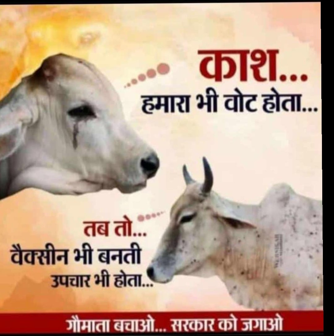 ca_ashokkumawat's tweet photo. It's very painfull to see the cows dying in such a way. No action has been taken by any govt/political party for the treatment of cows #limpi
@PMOIndia @mygovindia @MoHFW_INDIA @AmitShahOffice @myogioffice #SaveCowSaveIndia #SaveCowSaveVillages #SaveCowSaveEarth https://t.co/KgP3gT5y2j