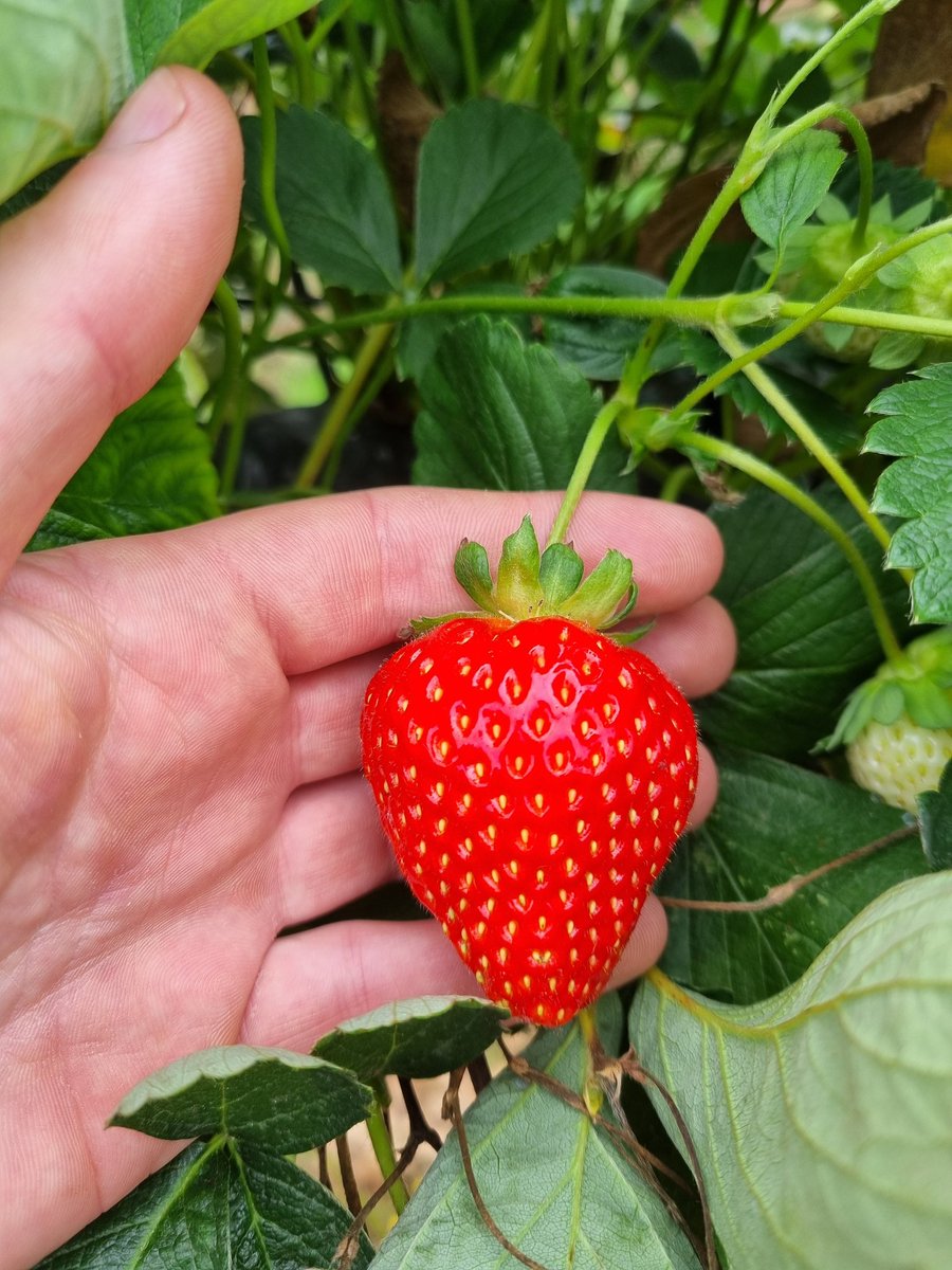 Dan Hawes tweet media