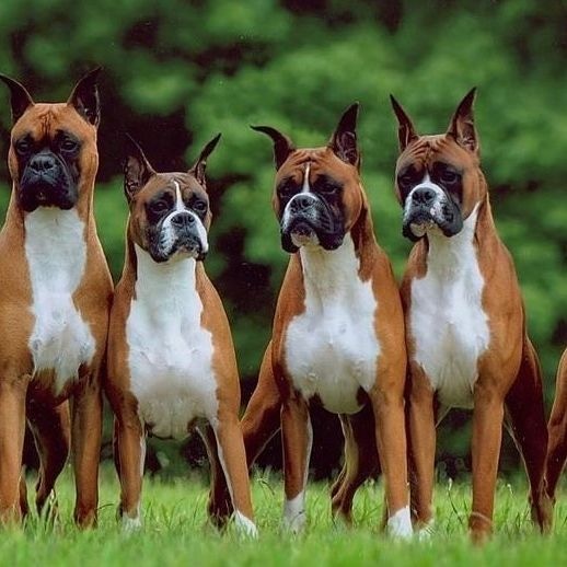 Boxer Heaven tweet media