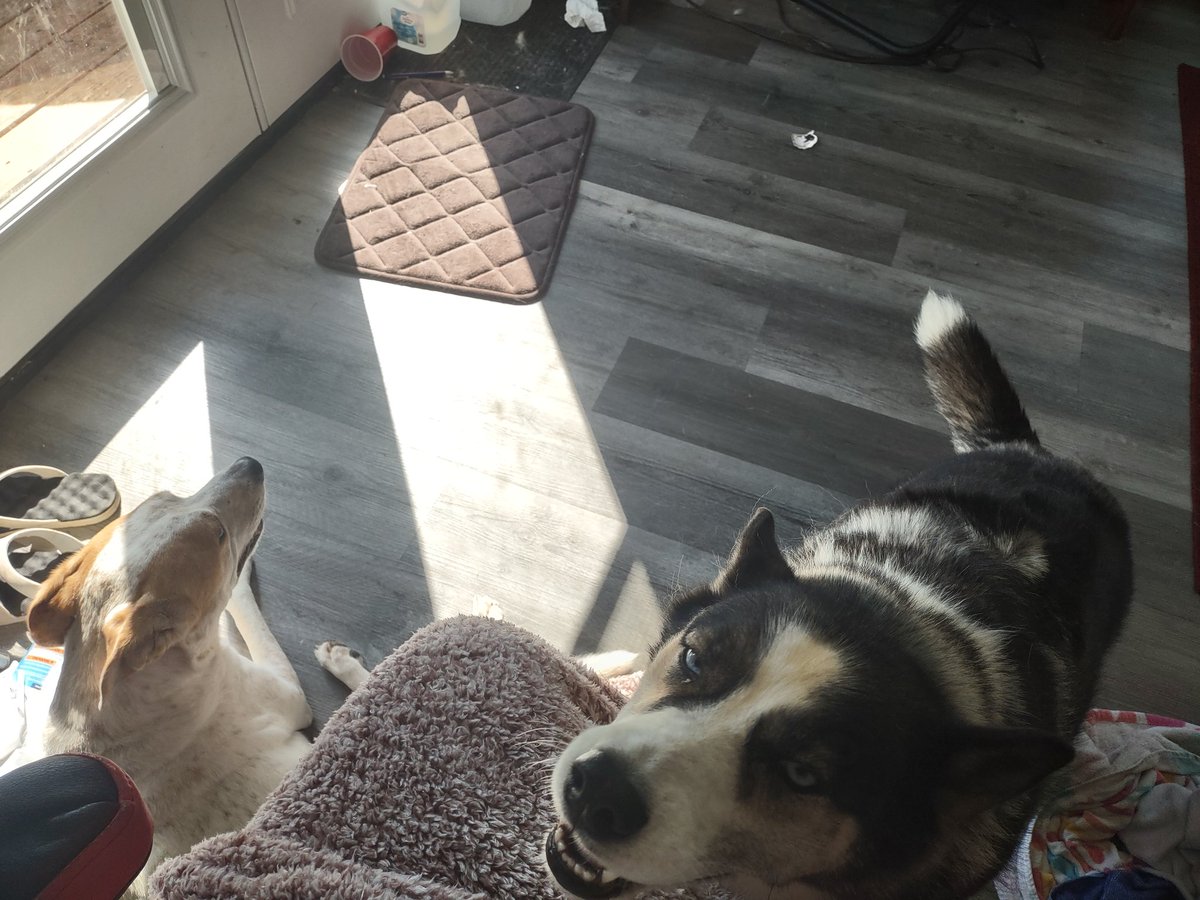 First full day of dog sitting in the books. Whisper did well with our Bella, and the kids love him. I have a feeling we will become a dog sanctuary before long....