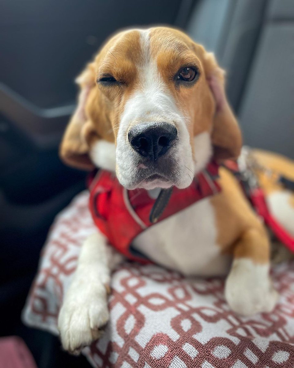 _beagle_Dog's tweet photo. The dog is very inteligent
#dog
#beagle
#beagle https://t.co/SIX6spoKXP