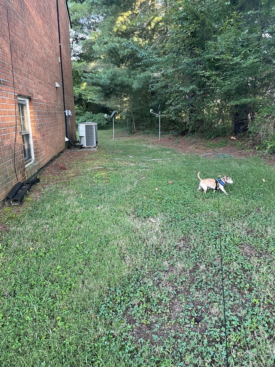 BentleyChiweeni's tweet photo. No zombies dis morning on my pawtrol… only a sneaky kitty… @ZombieSquadHQ #ZSHQ #ZombieSquadHeadquarters #dog #dogs #dogsoftwitter #DogTwitter #TwitterDogs #TwitterDog https://t.co/mh9hdIUGzb