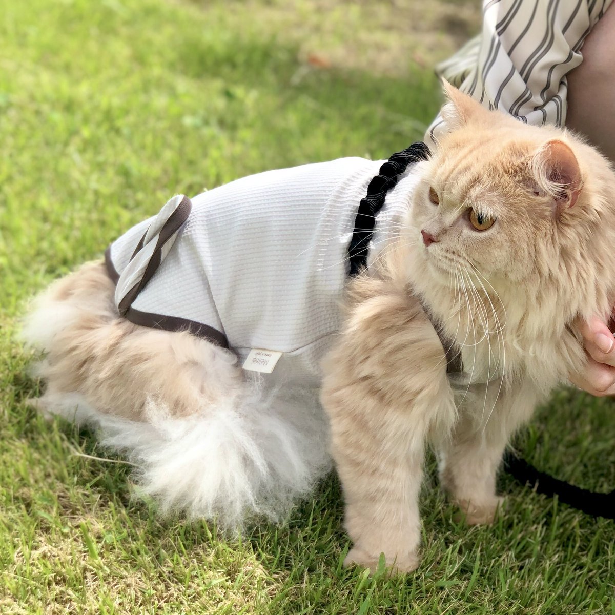 mellife0613's tweet photo. 公園で少しだけお散歩🌱✨
#猫 #cat #ラガマフィン #Melmel https://t.co/7W3CfKzkQp