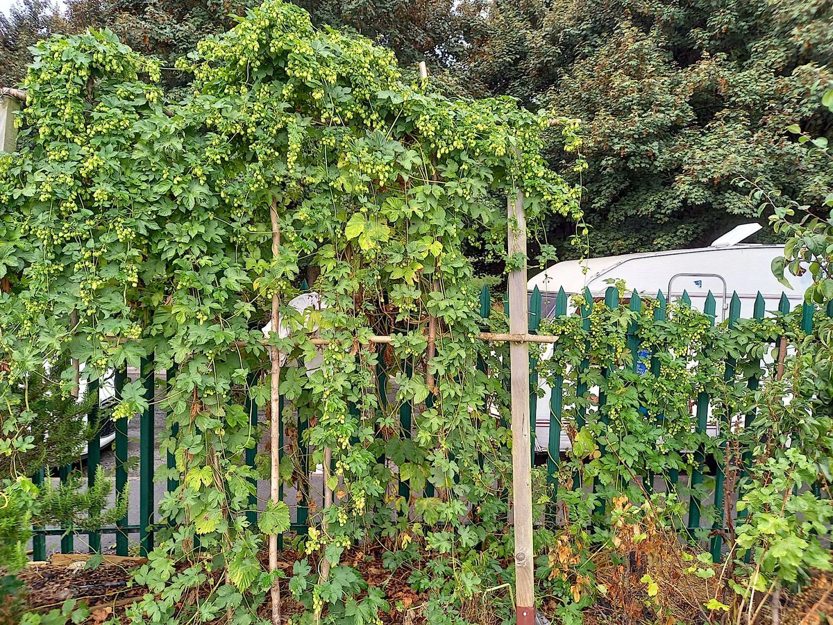 ALIVEgardening's tweet photo. We've had a busy week cutting down our #hop #bines and harvesting the flowers! Most of the hops (bar some reserved for hop pillows) went to @dawkinsales Ales last night for the grand weigh-in! We can't wait to sample this year's #EastonPromise! Cheers, @EastBristolHops! https://t.co/zFiHIo9FCb
