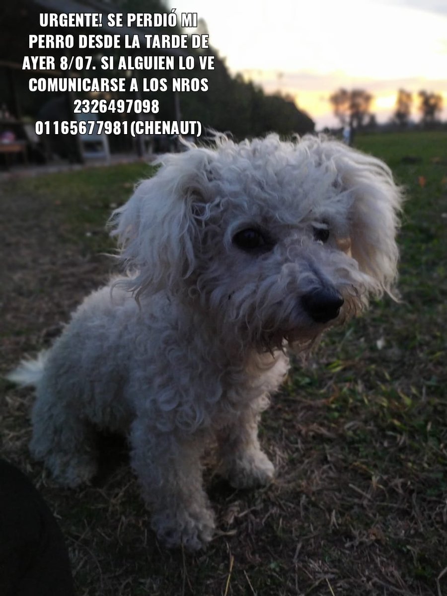 Perros Perdidos Bs As tweet media
