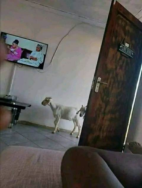 creativebeyond2's tweet photo. when you just watching a movie being a good kenyan then boom  free goats https://t.co/SnILGLSvEE