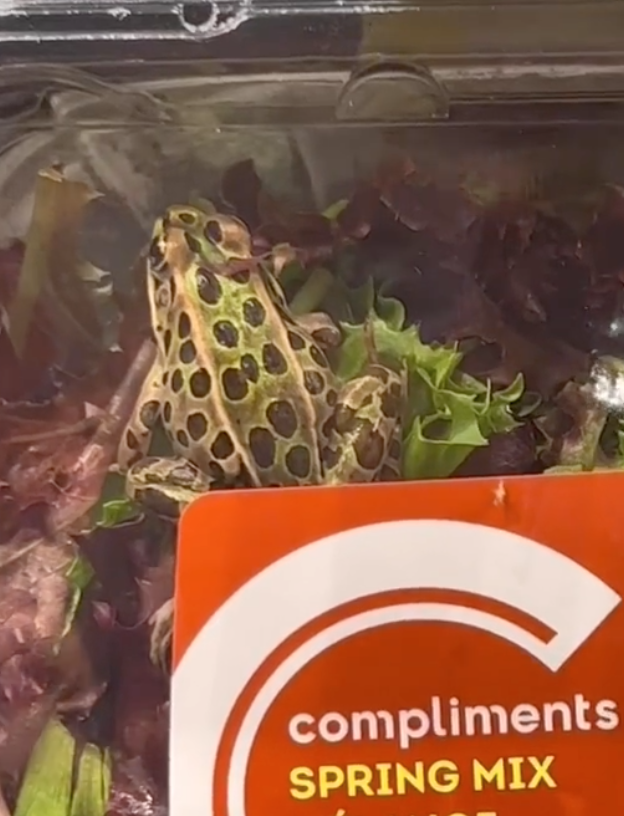 breakfasttv's tweet photo. A London, Ontario woman spotted a live frog inside of a container of lettuce at a local Sobeys over the weekend - and shared footage of the amphibian on TikTok 🐸 Chantel Scott says she handed the container to employees, who told her the frog would be released.

📸: Chantel Scott https://t.co/hoNa06h1kM