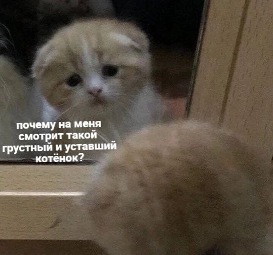 RussianMemesLtd's tweet photo. why so sad and tired kitten is looking back at me https://t.co/CaIrKsOldL