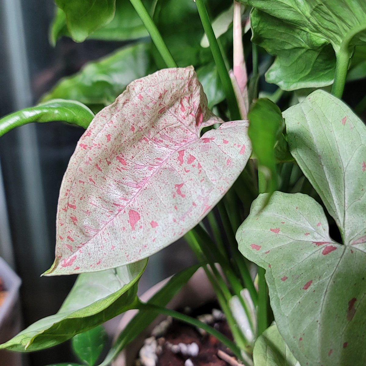 날씨 영향을 받는건지 우리집에서 늘 칙칙하기만 하던 싱고들이 요즘 
핑크깨순이로 올라오기 시작😚💗
실제로도 이런 색이 나올수 있는거였구나!