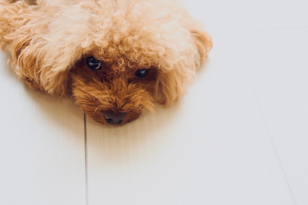 TSeico's tweet photo. いい子だね、バニちゃん。
#dailymemes #dailypic #photoislife #doglover #dogstagram #dogphotography #poodle #goodboy #dogsitting #photooftheday #dailyscenes #お留守番 #トイプードル #トイプードル男の子 #なにげない日常 #何気ない風景 #ふとした瞬間 #なんでもない日常に物語を https://t.co/GquUjHQ8qO