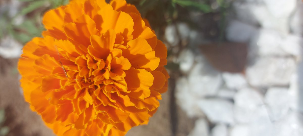 gitigaanes's tweet photo. ICYMI. 1. We are hosting an event this Thursday, September 15th @ 11am to unveil a permanent Every Child Matters tribute garden at 150 Grenoble Drive in Toronto. Everyone is welcome to attend. https://t.co/REVpasKRoP