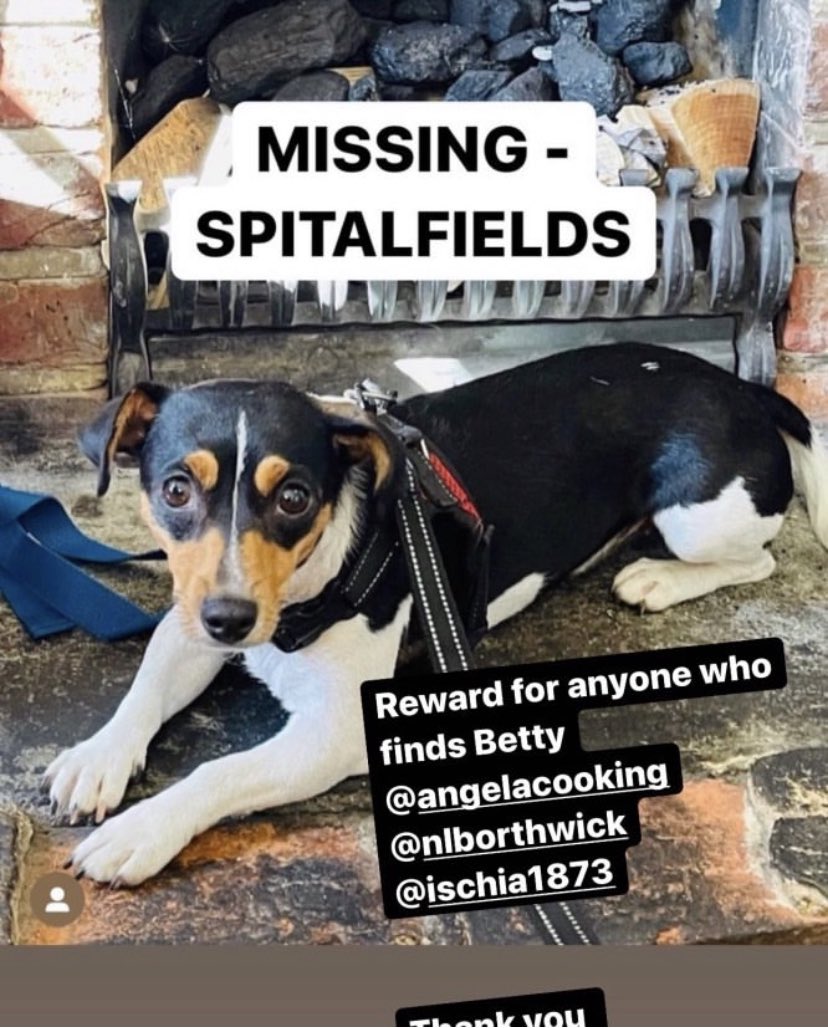 MrsH2502's tweet photo. Please keep a look out for @AngelaHartnett pup 🙏🏼 https://t.co/FZpXrgAhkn