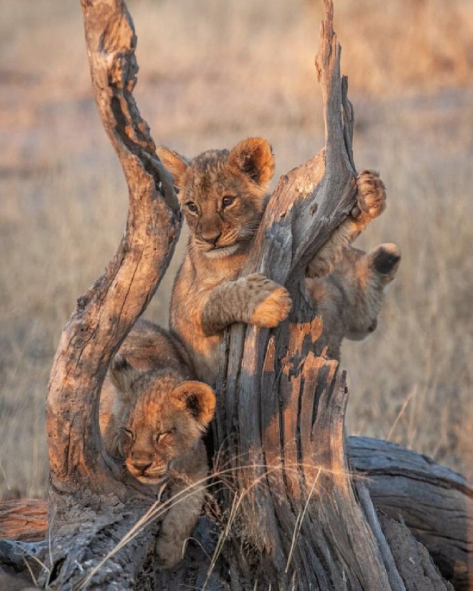 WeAreWilderness's tweet photo. Experience the wonder of summer in #SouthernAfrica (October to March) on a stunning 9-day #safari through the renowned #OkavangoDelta in #Botswana, staying at #Chitabe, #Jao and #VumburaPlains with #WildernessSafaris. Enquire here: https://t.co/bRvSP3Lleb
πΈ Dave Hamman https://t.co/a6bKTOowmg