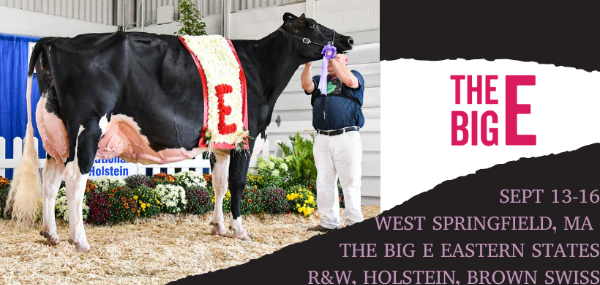 Cowsmo is ringside at the Big E Eastern States in West Springfield, MA! - mailchi.mp/26623e7e590a/n…
