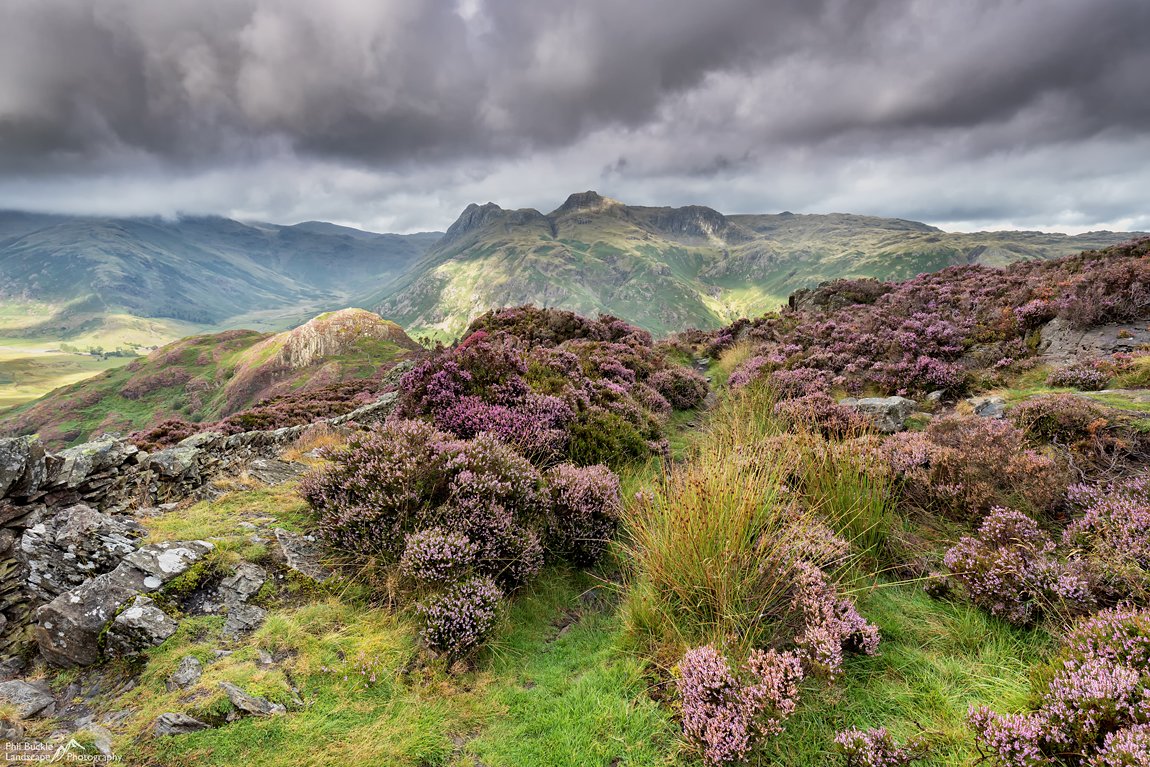 Heather in full bloom on Lingmoor Fell looking towards the Langdale Pikes #LakeDistrict #Cumbria #Langdale #Heather <a href="/kasefiltersuk/">Kase Filters UK</a> <a href="/kase_filter/">Kase Filters</a>