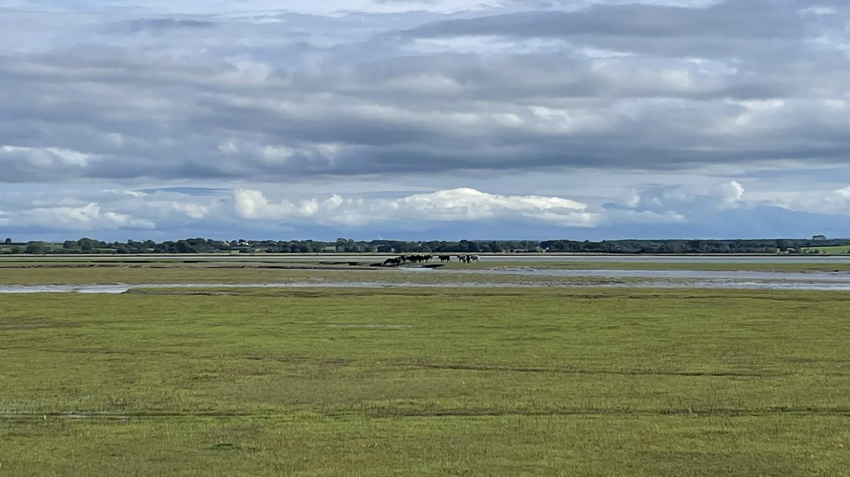 Ruari Martin 🐑🥛🍺 tweet media