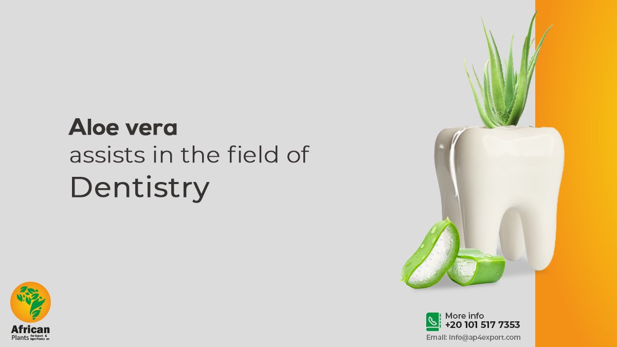AfricanPlants1's tweet photo. Aloe vera is the latest breakthrough in the world of dentistry.
It is Used in:
 
-Treating Gum Abrasions, Oral chemical burns, Acute mouth lesions, Cracked Lip Corners, Dry Mouth Syndrome and Gingivitis.
 
Get great supply of Aloe vera by contacting us.

#AfricanPlants https://t.co/dp4uk459vZ