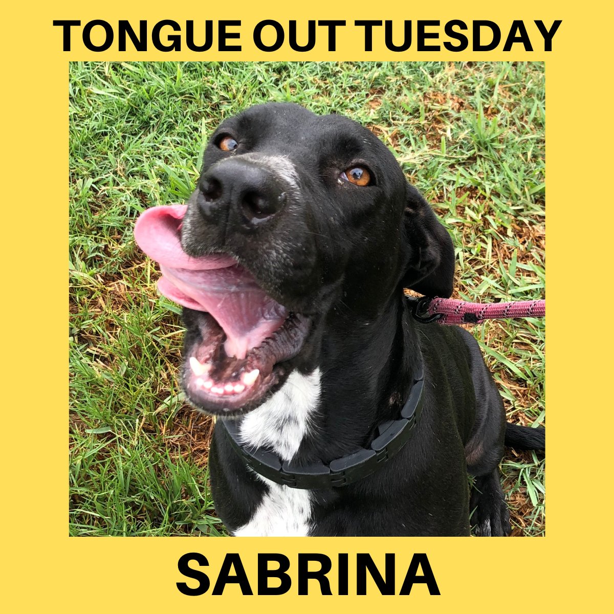 SPI_Friends's tweet photo. It's Tongue out Tuesday and time to meet Sabrina. Sabrina is a 2-4 year old lab mix. She will be vetted this week. Want to adopt? www.spifriendsofanimalrescue
#spi_friendsrescue #southpadreisland #sopadre https://t.co/D9l9B7aeFV