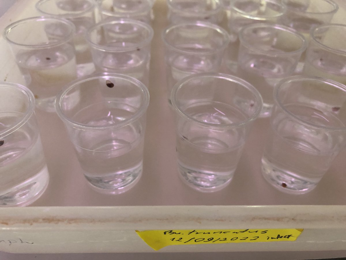 SchistoSSR's tweet photo. Yesterday we had our first infections with S. haematobium from @BRI_SRC. Now we just have to wait for our #Bulinus truncatus, B. wrighti and B. africanus (from @StothardRuss) to start shedding! https://t.co/E9FXAjwQh0