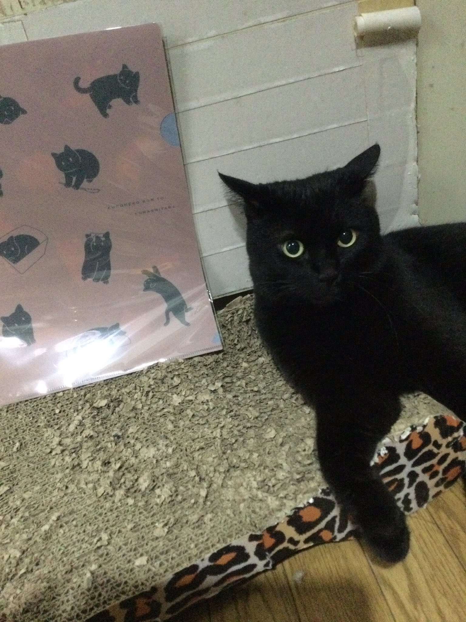 黒猫さん専用 www.saladeapoio.com.br