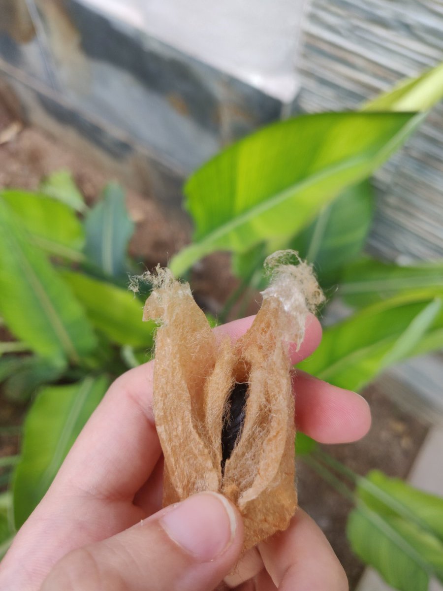 D_Valsami's tweet photo. This summer I developed an interest in silk moths and thanks to @drtomneil &amp; @BASElabBristol I was able to raise my first ever cecropia caterpillars!Seeing them grow, molt and eventually pupate was an amazing experience.Below are some photos of my current pupae and caterpillars! https://t.co/Hee1BwVgwO