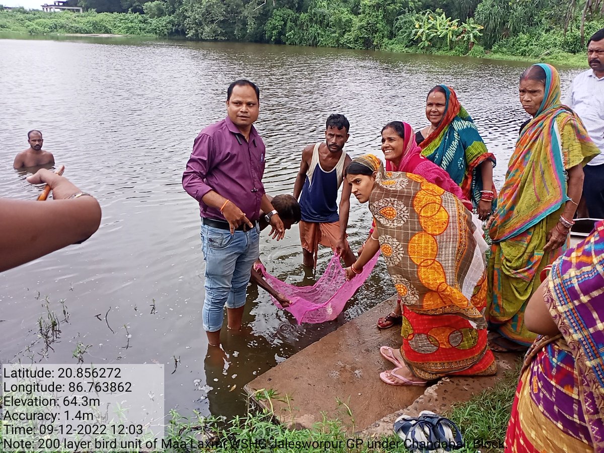 BPMU_Chandbali2's tweet photo. Fish farming in GP  ponds by WSHG of Motto GP under Chandabali -ll ICDS project.@BhadrakDswo @mission_shakti @DM_Bhadrak https://t.co/KerMzFJg6M
