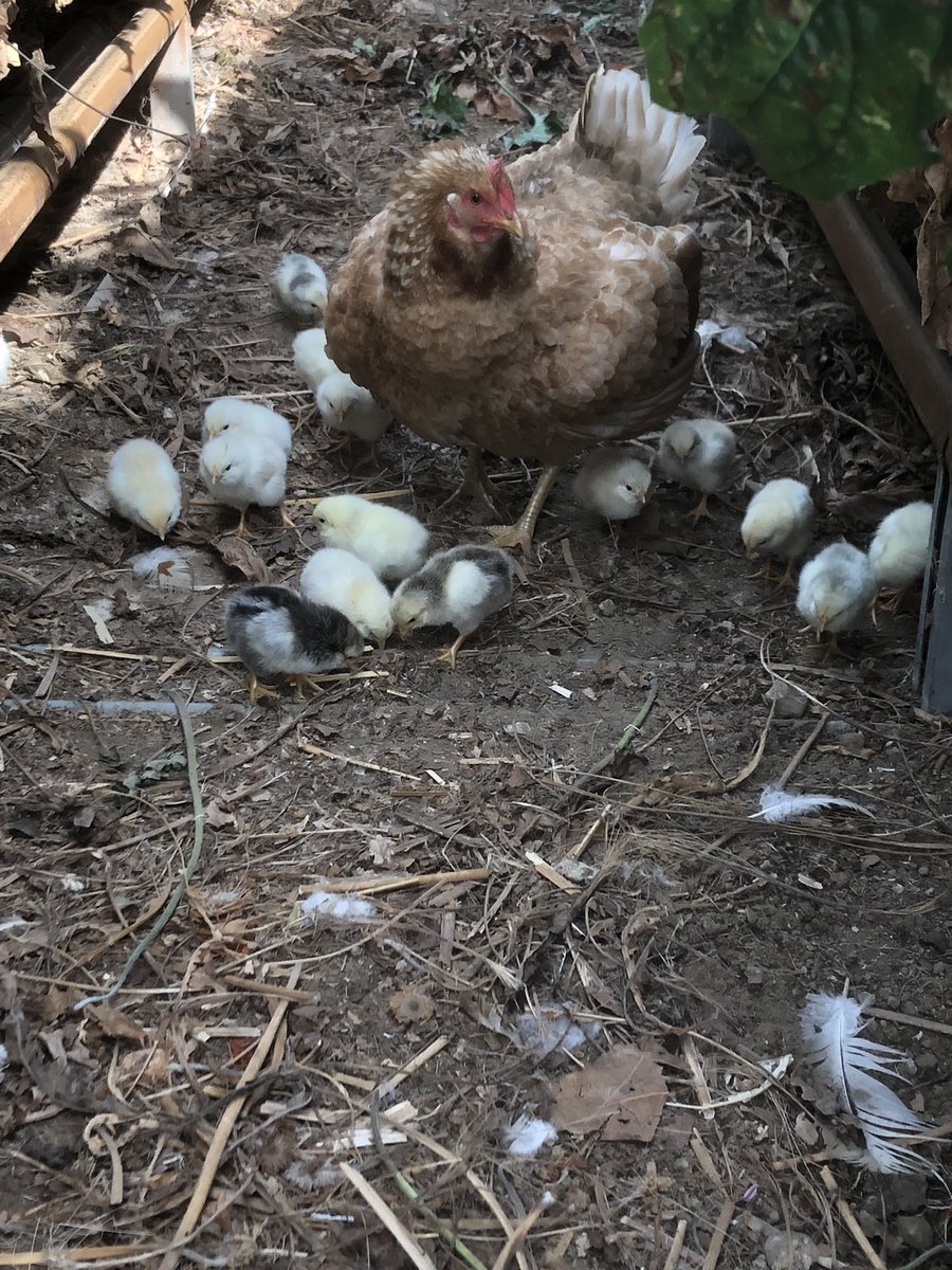 ruudbatist's tweet photo. Ik miste al een kip een week of 4 en dan ineens zie je haar weer maar dan met wat gezelschap! 😳 17 x 🐥 https://t.co/jZlPlDjcVG