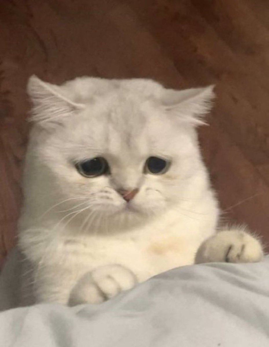 𝕄𝕖𝕣𝕔𝕪 tweet media