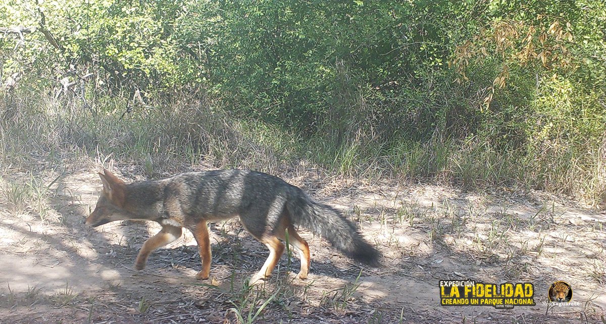 RedYaguarete's tweet photo. ZORRO GRIS (#Lycalopex #gymnocercus) y ZORRO DE MONTE (#Cerdocyon #thous) son parecidos pero no iguales. Acá pueden notarse algunas de sus diferencias.
Comparten buena parte de su área de distribución geográfica. https://t.co/4NLCwp9Hij