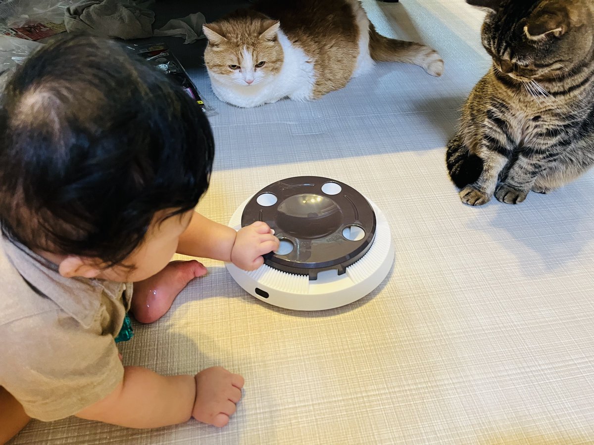 電動猫じゃらしの新作、うちのちびっ子軍団がザワついてる