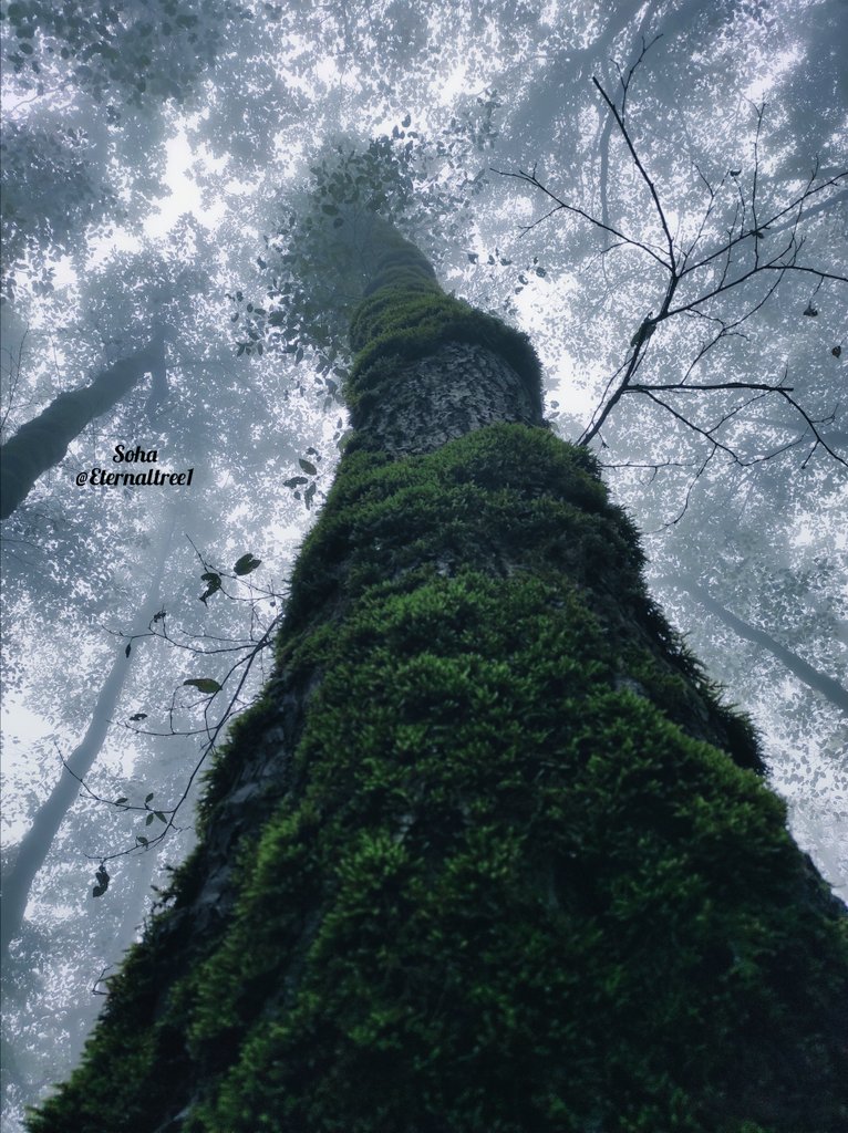 They're all waiting for changes 💙 #thicktrunktuesday #saveforests #savetrees #forest #tree #NaturePhotography #hyrcanianforests