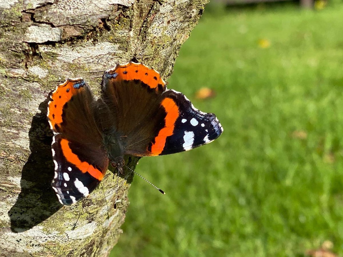 OakdeanCottages's tweet photo. ‘Set in stunning countryside and within beautifully kept grounds’ is how our guests recently described their stay @oakdeancottages With so many beautiful walks on our doorstep, this is the perfect place to switch off @VisitLancashire #ribblevalleylife @MarketingLancs https://t.co/FpsjWDFa1h