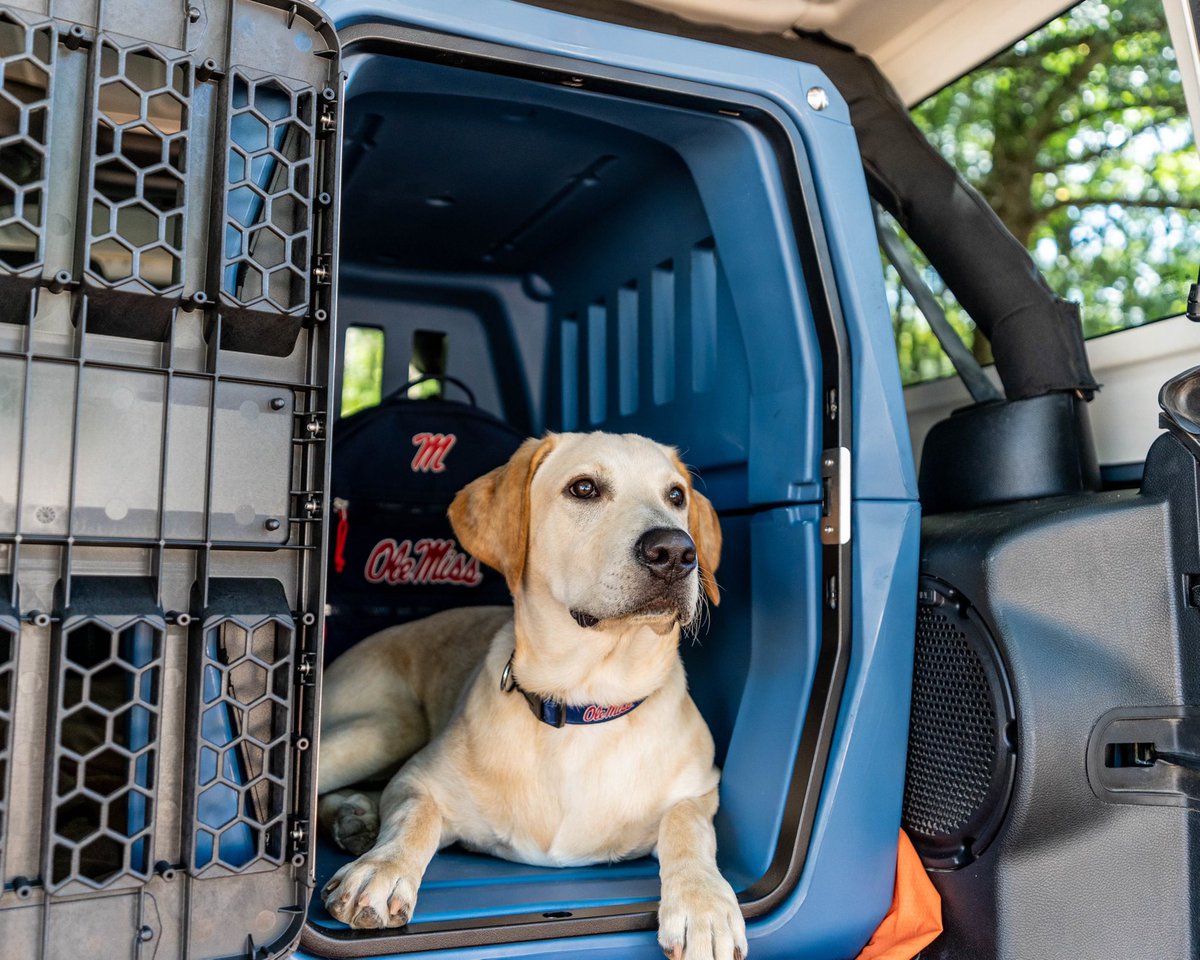JuiceKiffin's tweet photo. Thanks @Gunner_Kennels for the new digs. Hey @Lane_Kiffin this crate is FAA approved. Just sayin #AirJuice https://t.co/b98tXhTPnq