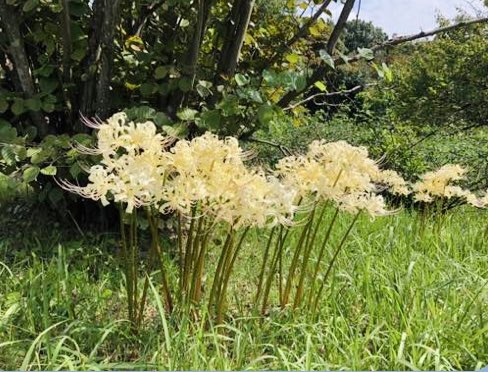 国営昭和記念公園 真っ赤な ヒガンバナ が咲きだしました 秋の訪れを感じさせてくれるお花ですよね この数日で急に開花が始まりました あと3 4日で見頃はじめとなりそうで お彼岸中はお楽しみいただけそうです こもれびの家前やこもれびの里などでご覧