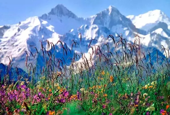 fcdexpert's tweet image. 雪山脚下开满鲜花