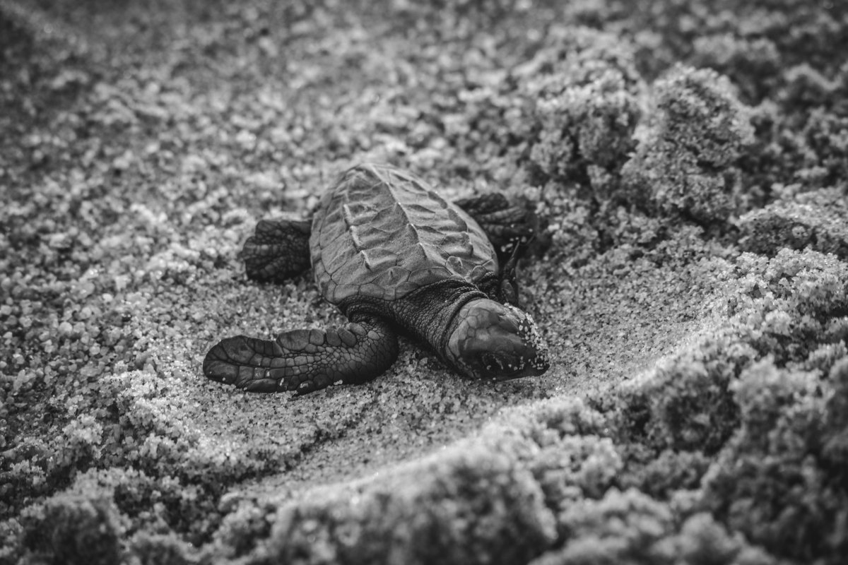 📢Pet Fact

The gender of a sea tortoise is determined by the sand’s temperature! When it’s cold, more males are born and when it’s warm, more females are born this is called temperature-dependent sex determination!🐢