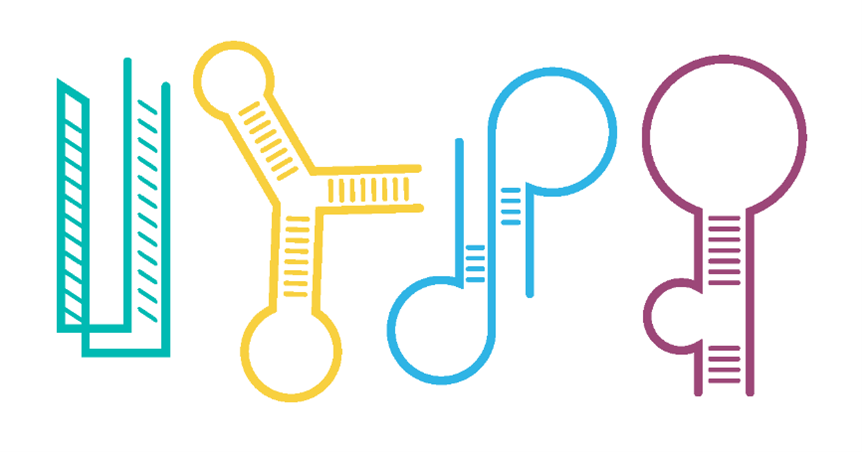 AptamerGroup's tweet photo. #Undruggable targets? Difficult targets?
The #Optimer platform uses a complete toolkit of diverse libraries, suited to different target types or applications.
Find out about our constrained Optimer library and how it could help you. https://t.co/FklUqY8zGG
#scienceunlimited https://t.co/CtY595j1Zk