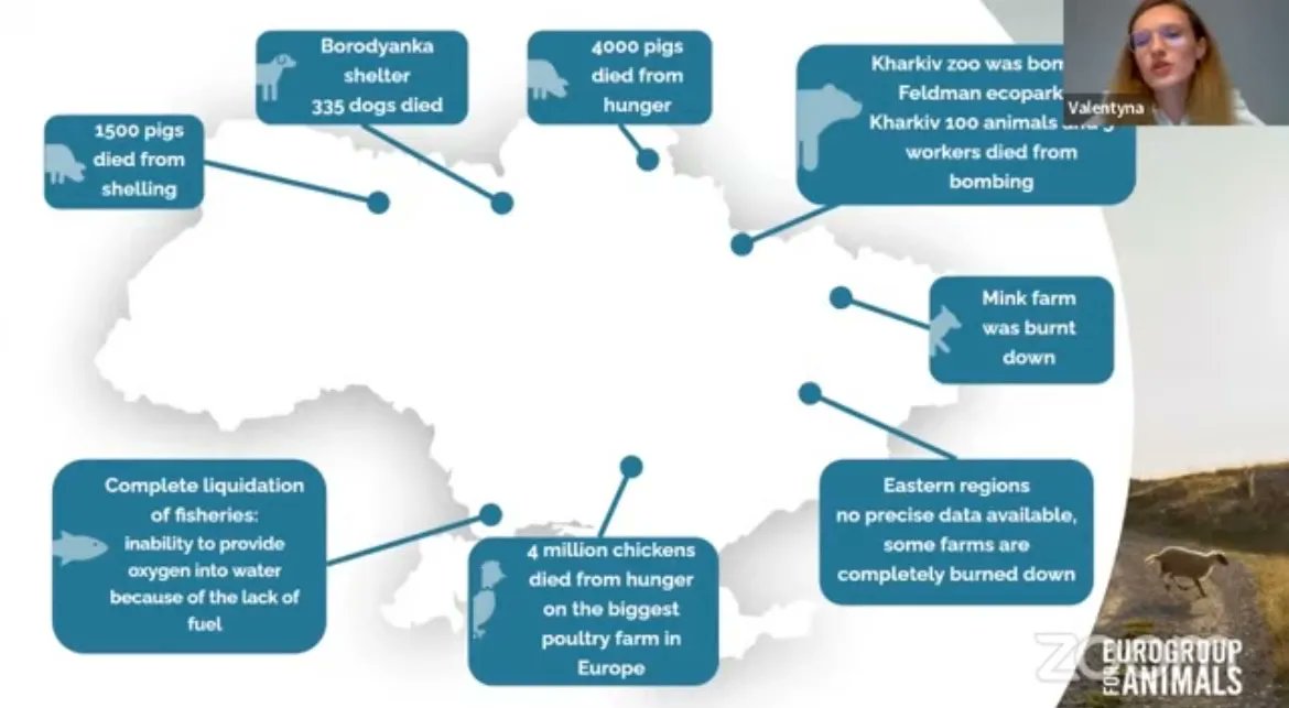 Eurogroup For Animals (@act4animalseu) on Twitter photo Last week our #Ukraine Taskforce Coordinator Valentyna Vozna presented at the Animals in Wars & Disasters Symposium.
🇺🇦 Better coordination among actors in Europe is needed to protect animals in disasters.
🎥 Subscribe to <a href="/GlobalResearchN/">Global Research Network</a>'s YouTube for the upcoming replay. Last week our #Ukraine Taskforce Coordinator Valentyna Vozna presented at the Animals in Wars & Disasters Symposium.
🇺🇦 Better coordination among actors in Europe is needed to protect animals in disasters.
🎥 Subscribe to <a href="/GlobalResearchN/">Global Research Network</a>'s YouTube for the upcoming replay.