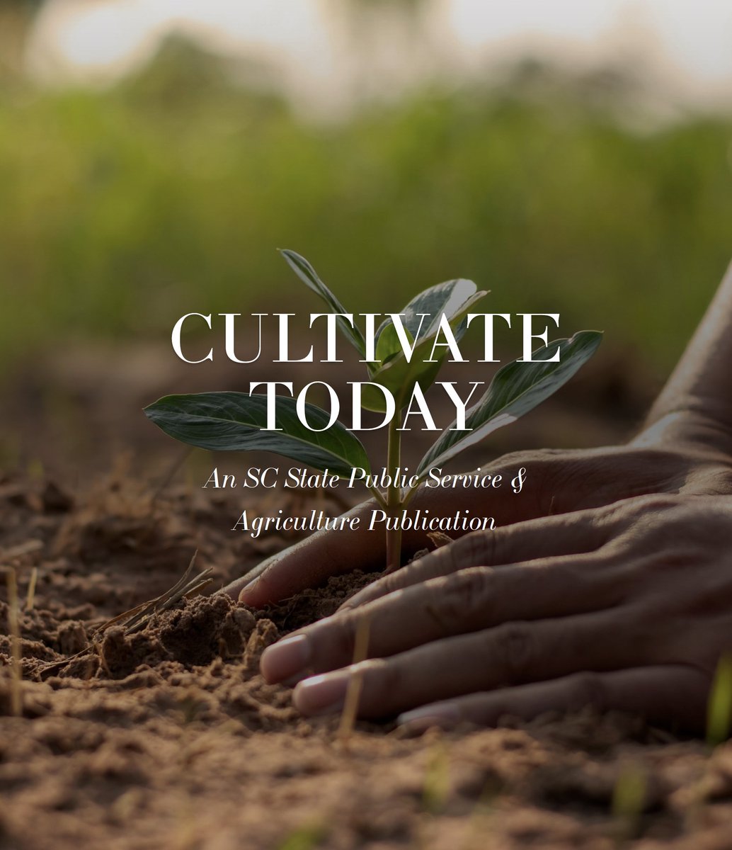 🌱 #SCState1890 is excited to launch the inaugural issue of our monthly newsletter: Cultivate Today. 

Cultivate Today gives readers a look into how SC State 1890 Program is advancing the lives of South Carolinians. 

Read More: adobe.ly/3D9zhv6