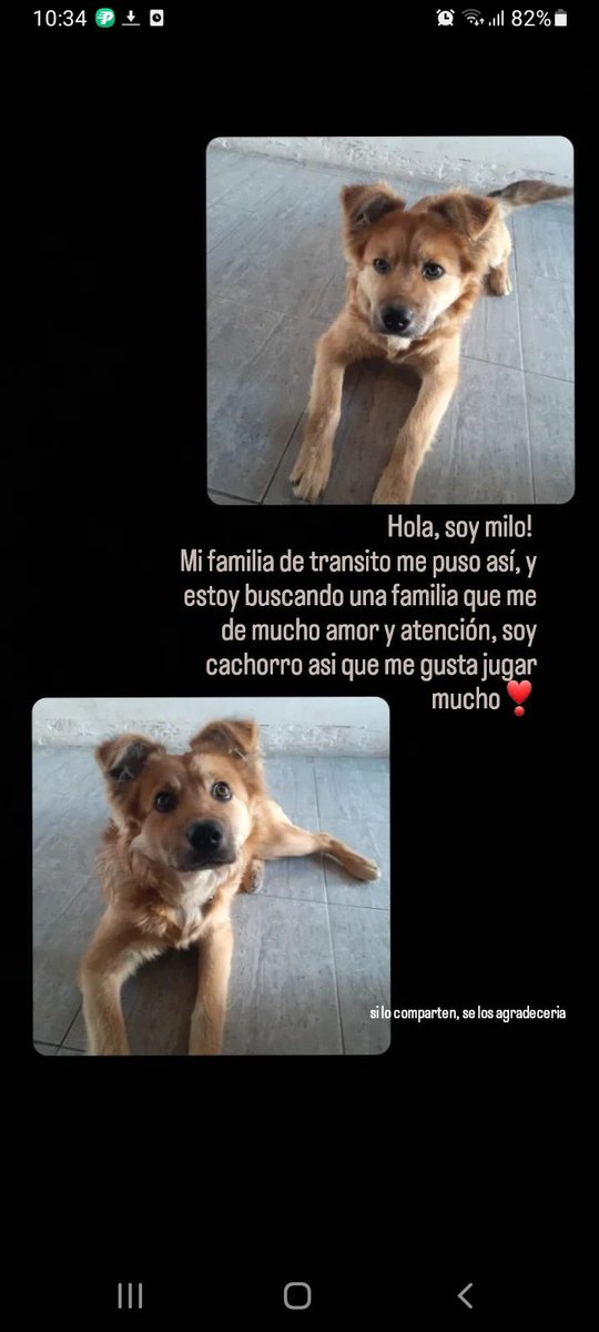 gonzaloveron5's tweet photo. Y si nos ayudan a encontrarle un hogar a milo?🙏🏻❤un rt para milo❤ https://t.co/lTWyU9afpB